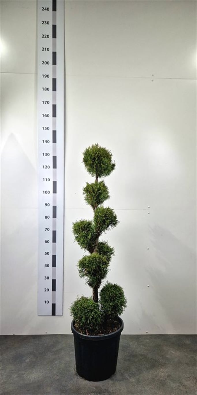 Thuja occ. 'Smaragd' - 100-120 CM PonPon Cont.